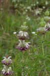 Lemon beebalm